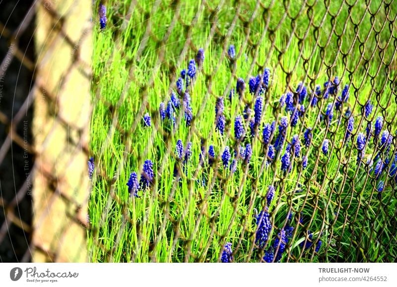 Behind a rusty wire mesh fence many small bright blue flowers stretch out of a green meadow as if they wanted to get out. Small little flowers Wild Grass Feral
