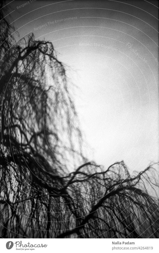 branches Analog Analogue photo B/W Black & white photo black-and-white Tree Branch Branchage blurriness Partially visible diagonal Nature Sky Line flora