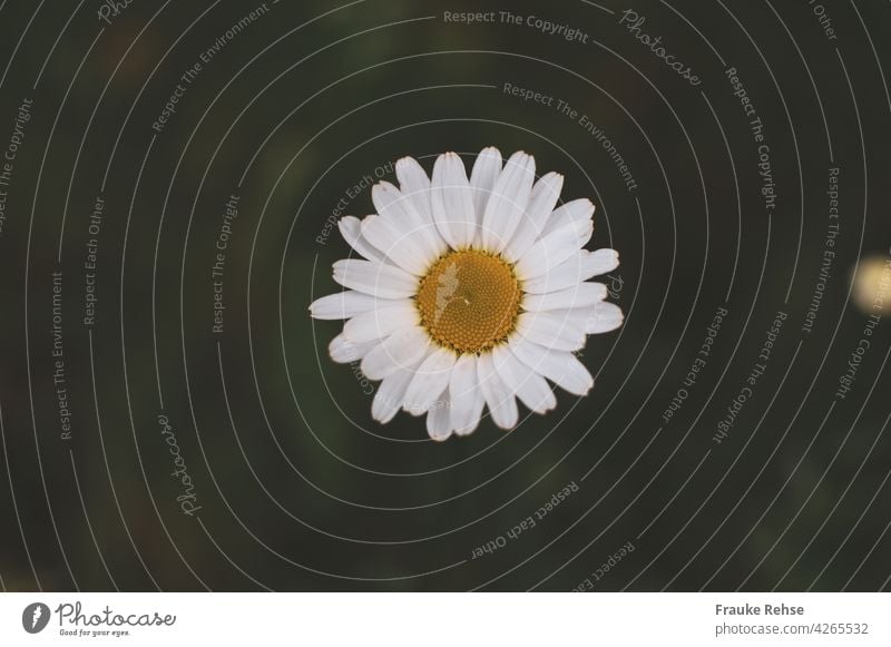 A single daisy flower from above with a raindrop in the middle Marguerite Blossom Yellow White Green Nature Summer Flower raindrops Drop Wet pretty early summer