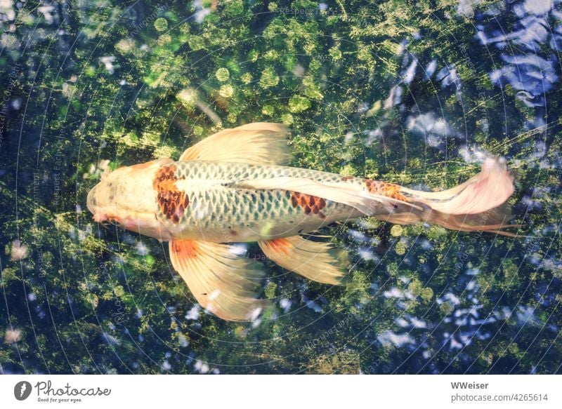 The colorful fish swims through a shimmering water universe Fish Ornamental fish Goldfish golden colored variegated Koi Carp flowed Tails Elegant Fabulous