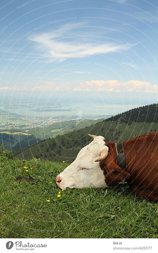 AST6 Inn Valley. Moo and eyes closed. Cheese Dairy Products Milk Environment Nature Landscape Sky Clouds Meadow Hill Alps Mountain Peak Animal Farm animal Cow 1