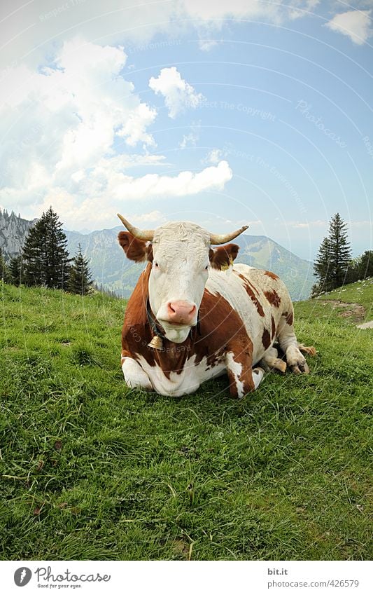 Animal A(l)bliegen Environment Nature Landscape Beautiful weather Rock Alps Mountain Peak Cow 1 Lie Cattle Cattle farming Agricultural product Organic produce