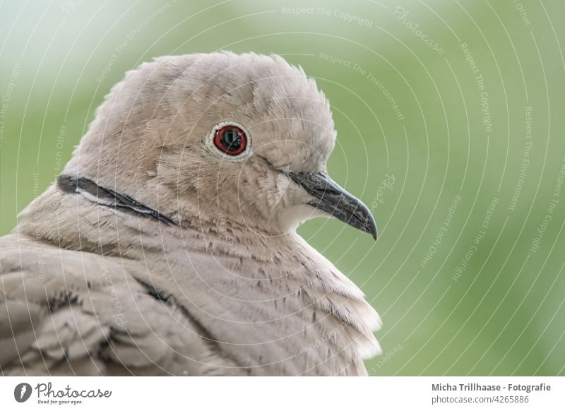 Eurasian Collared Dove Portrait Streptopelia decaocto Pigeon Animal face Head Eyes Beak Feather Plumed Grand piano Bird Nature Sun Close-up