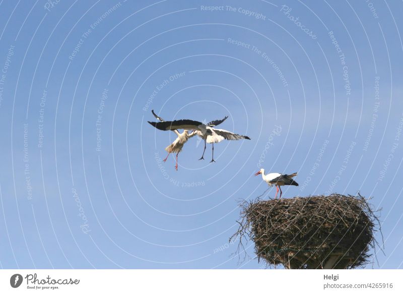 Attack - two storks fighting in the air next to a stork nest, one stork standing in the nest Stork Bird Migratory bird Stork's Nest Eyrie attack battle 3 Fight
