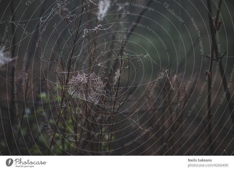 Spider web, plants, dew drops in a morning haze at sunrise, close-up natural spider macro pattern scene summer nature background light grass fog raindrop water