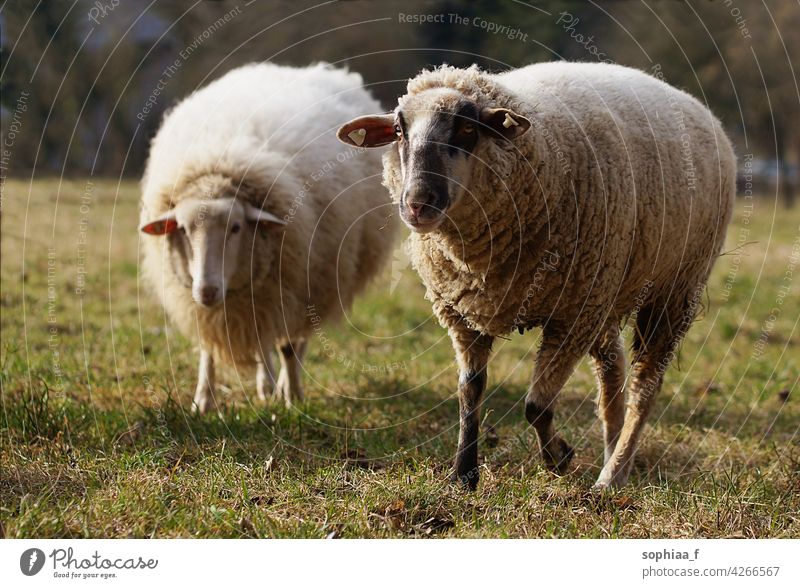 two sheep on pasture looking into camera wool meadow field merino farm agriculture curious white wool production grass running breed earmark ear mark