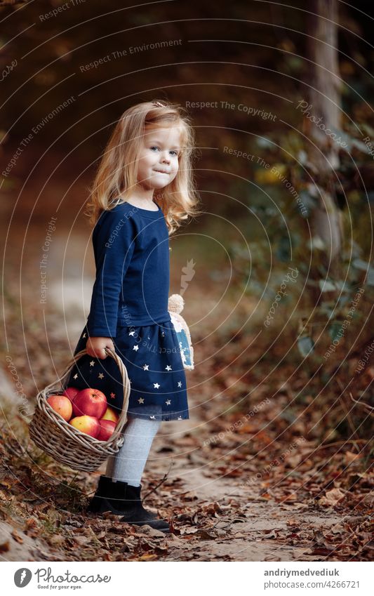 beautiful young girl in the park with apples. Beautiful girl harvests apples. The child holds apples and a basket with apples in his hands. A walk in the garden.