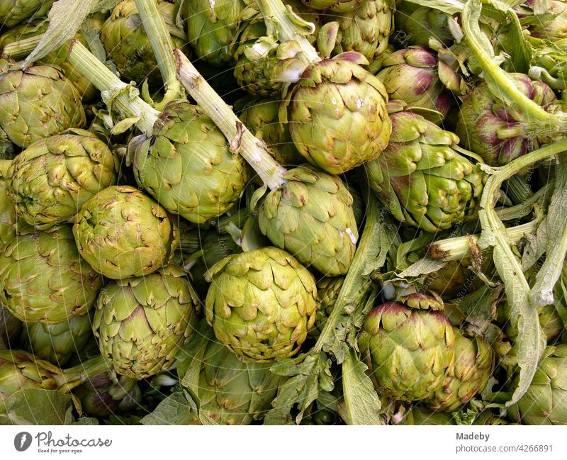 Fresh green artichokes at the weekly market in Alacati in the province of Izmir at the Aegean Sea in Turkey Artichoke Fruit Vegetable Plant Cynara cardunculus