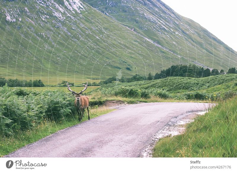 Welcome to Scotland stag way clear Rural encounter tranquillity Red deer Edelhirsch antlers Free Idyll Free-living Wild animal Freedom idyllically wayside