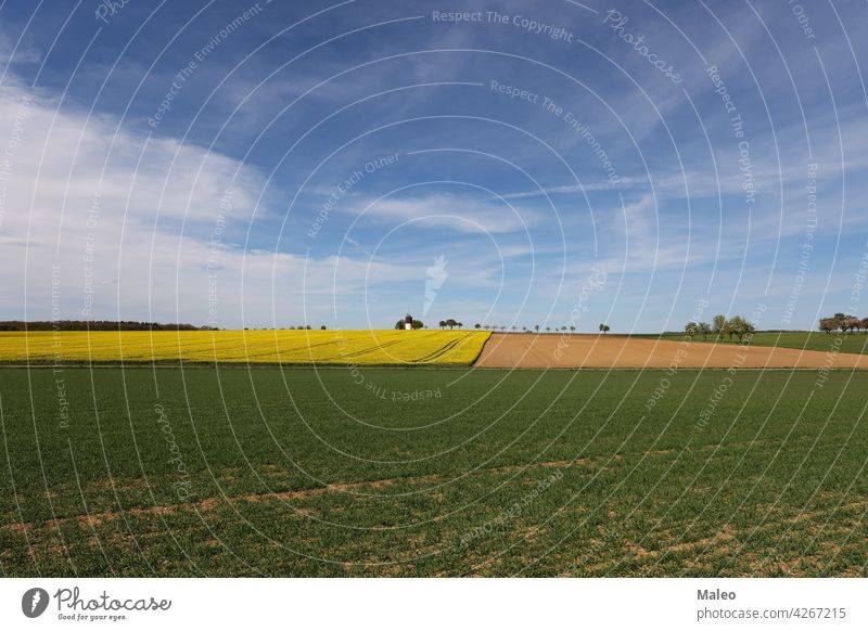 Spring landscape with meadows and fields on a sunny day grass green summer spring nature sky scene beautiful season rural plant blue environment farm country