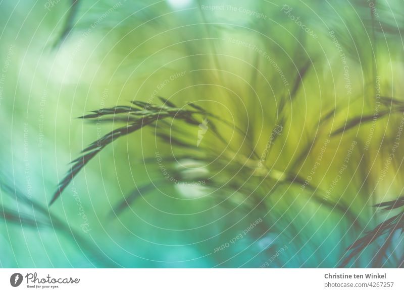 Grasses in the wind grasses Movement Wind Nature Meadow Plant Green Abstract Background picture Spring Summer blurriness Yellow Blue pretty motion blur