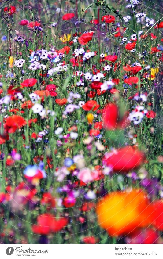 last arbeitsmo(h)nday... Flower meadow flowers Field Summer Splendid luminescent Colour photo Red Poppy blossom Exterior shot Poppy field Green beautifully