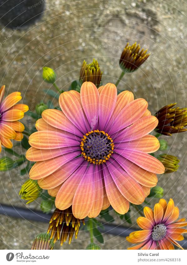 An orange magenta cape marguerite in bloom closeup view daisy flower blooming bright colourful macro nature blossom floral green background sunshine leaf season