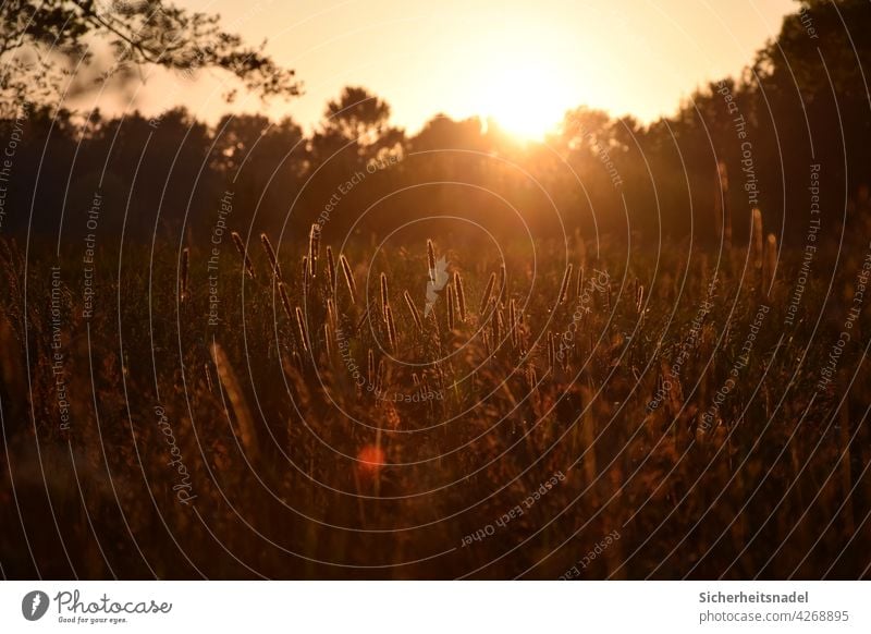 Sunset in the countryside Sunlight Sunbeam Country life grasses Exterior shot Back-light Deserted Beautiful weather Light Evening Landscape Nature Grass warm