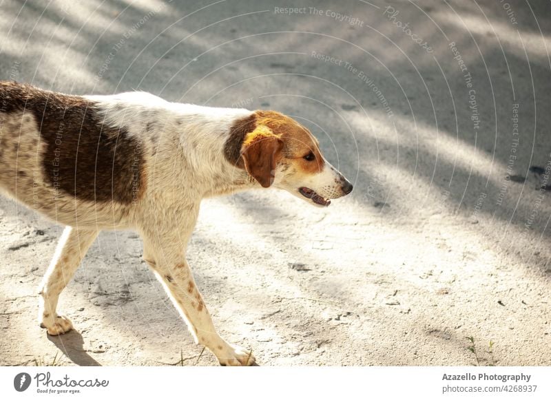 A white homeless dog with ginges spots walking in the street ginger red stray shadows canine bone animal unprotected cute pet brown nature young mammal puppy