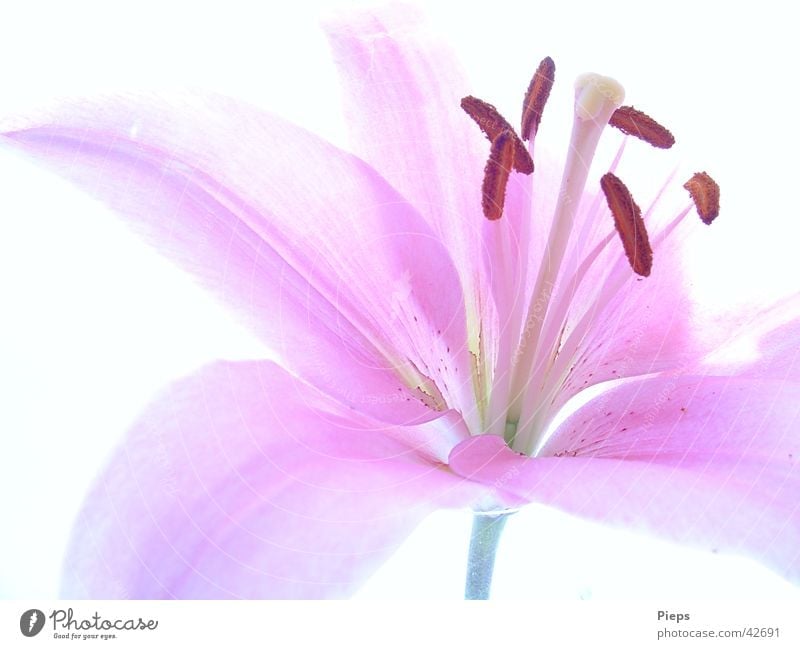 Pink lily flower Colour photo Interior shot Close-up Neutral Background pretty Summer Nature Plant Flower Blossom Blossoming Fresh Happy Transience Lily