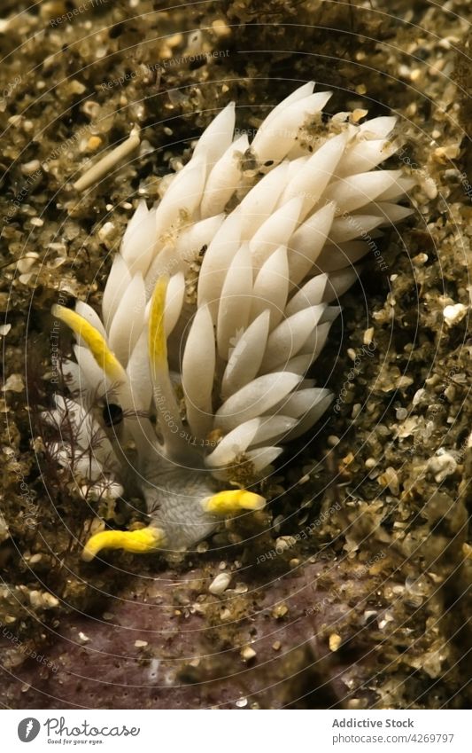 Sea slug on bottom in pure water sea slug nudibranch mollusk fauna underwater animal carnivore predator habitat tentacle natural ocean gastropod transparent