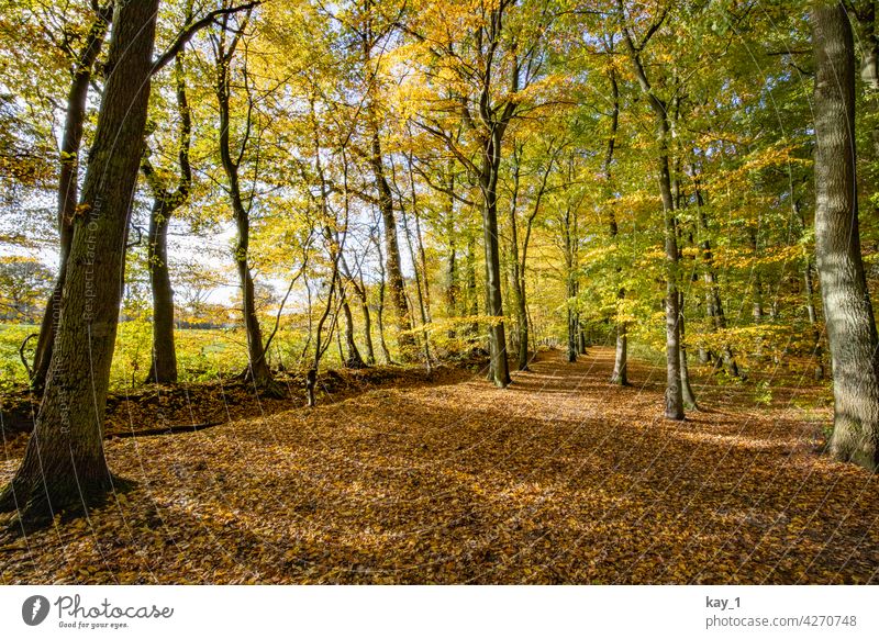 Deciduous forest in autumn Autumn Autumnal Autumn leaves Autumnal colours Early fall Automn wood autumn mood trees Forest Clearing Edge of the forest Field