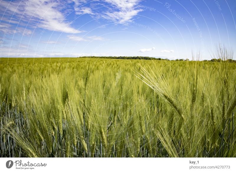 Cereal field in May under blue sky Grain Field Grain field corn stalk cereal fields cereal cultivation Summer Agricultural crop Cornfield Agriculture Nature