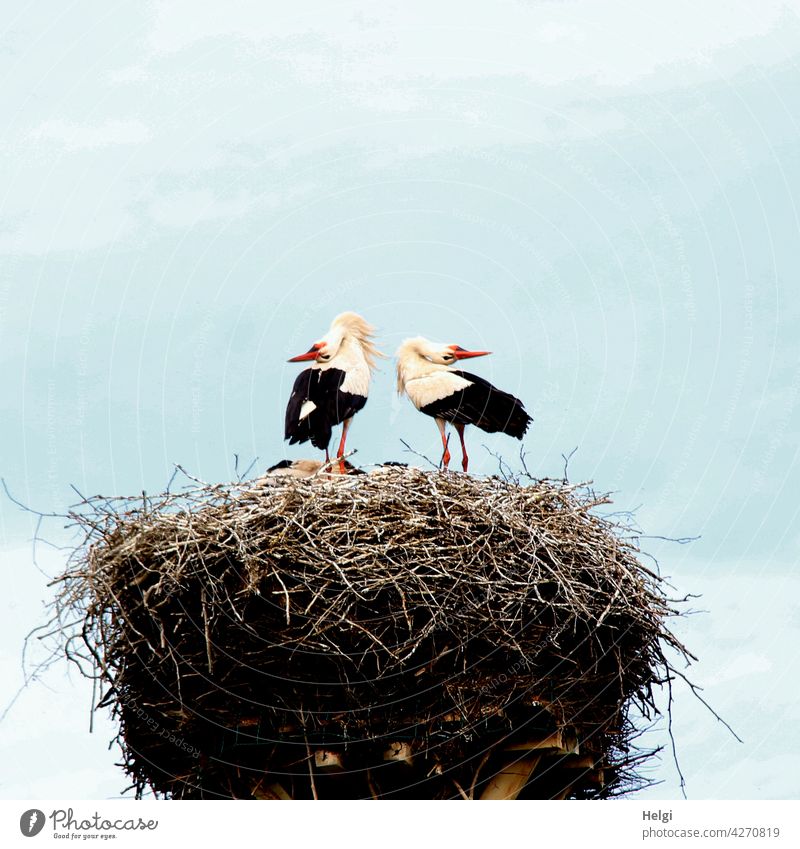 joyful greeting - two storks stand in the nest and greet each other by joyful clattering Stork White Stork Couple Nest Eyrie Stork's Nest Spring Animal Bird