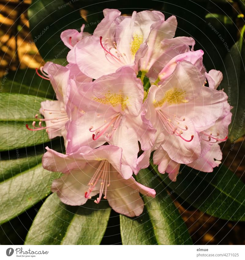 Pink rhododendron flowers with leaves / alpine rose / early summer Rhododendrom Alp rose Blossom bee-friendly Leaflet bush blossom Heather plant Rhododendreae