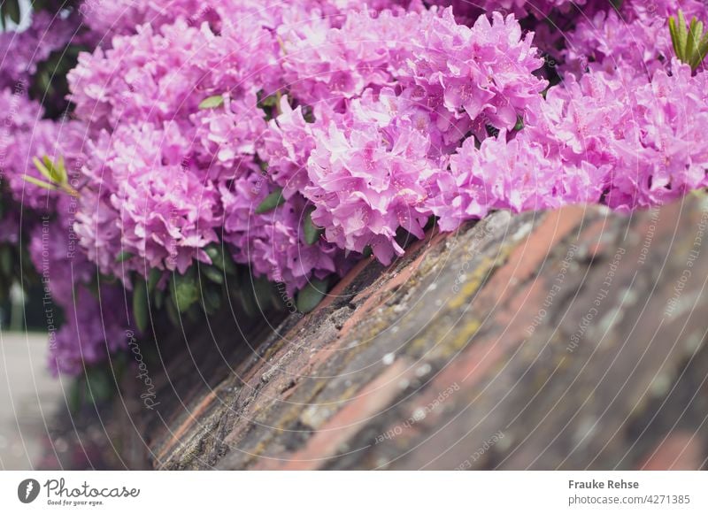 Rhododendron blooms in pink grow over a wall Rhododendrom rhododendron flowers Pink Blossoming blossoming blossoms Wall (barrier) Brick Alp rose Garden splendid