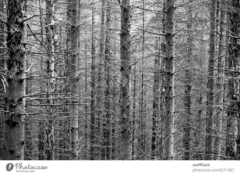 B/W Coniferous forest without needles Forest Coniferous trees trunk tribes Empty Bark-beetle Tree Nature Environment Exterior shot Plant Deserted Wood Forestry