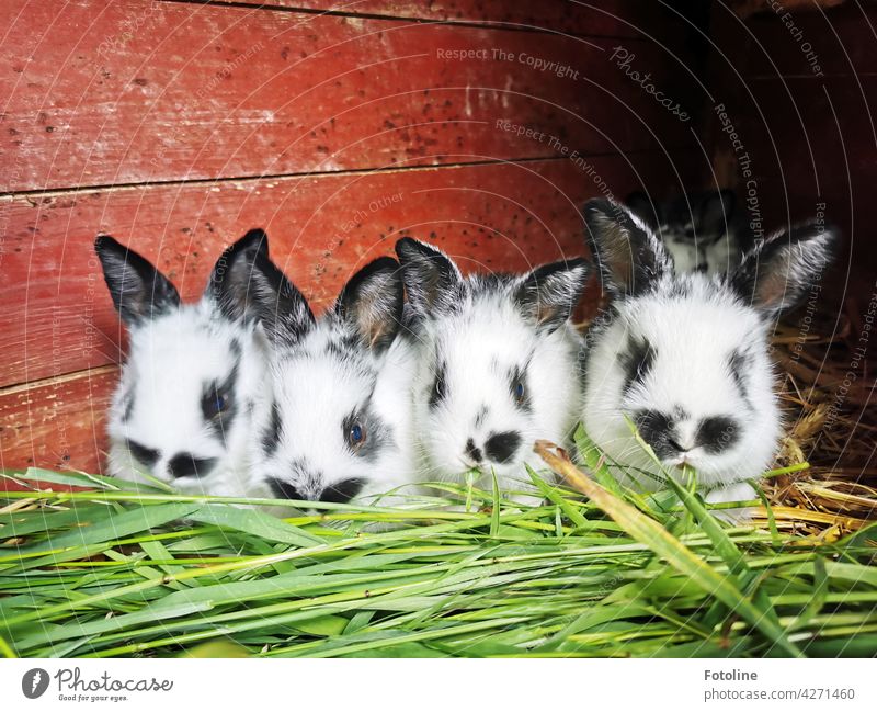 What a competitive eating the little rabbits think and let themselves taste the fresh green grass. Hare & Rabbit & Bunny Animal Ear Pelt Pet Cute Colour photo