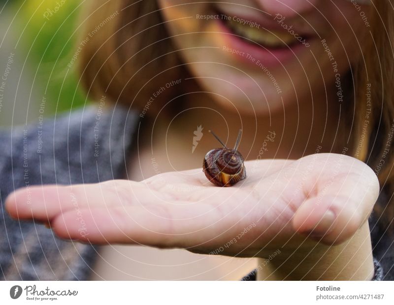 Ha, not only mom can save snails, Fotoline's daughter rejoices. Crumpet Snail shell Slowly Feeler Animal Slimy Mucus House (Residential Structure) Close-up