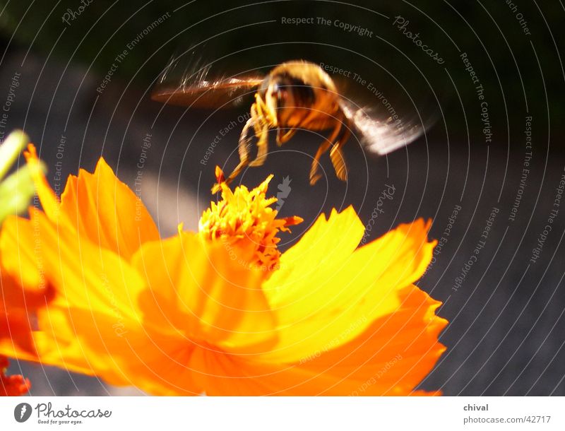 hoverfly Bee Flower Blossom Honey Yellow Cosmos Fly