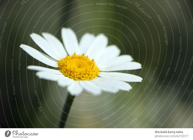 margarites Marguerite Flower White Plant Blossom Nature Summer Exterior shot Colour photo Green Blossoming Day Deserted Yellow Meadow Close-up Garden pretty