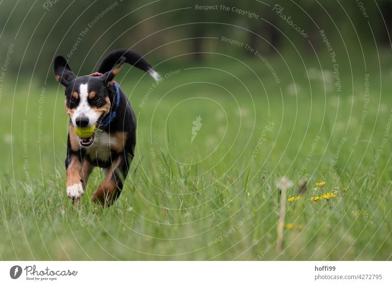 a young dog runs across a meadow Puppydog eyes Animal portrait Dog's snout Looking Meadow Green Wait Dog's head Animal face Pelt Dog eyes Watchdog Snout Nose