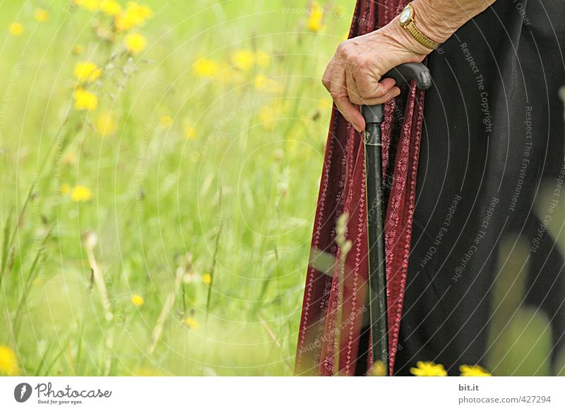 Old woman in need of care, supports herself fit on a stick and walks on a green summer meadow with flowers. Female senior supported by a helper during a walk. Optimistic, lively senior with cane, apron and dirndl, holding a walking frame in her wrinkled hand.
