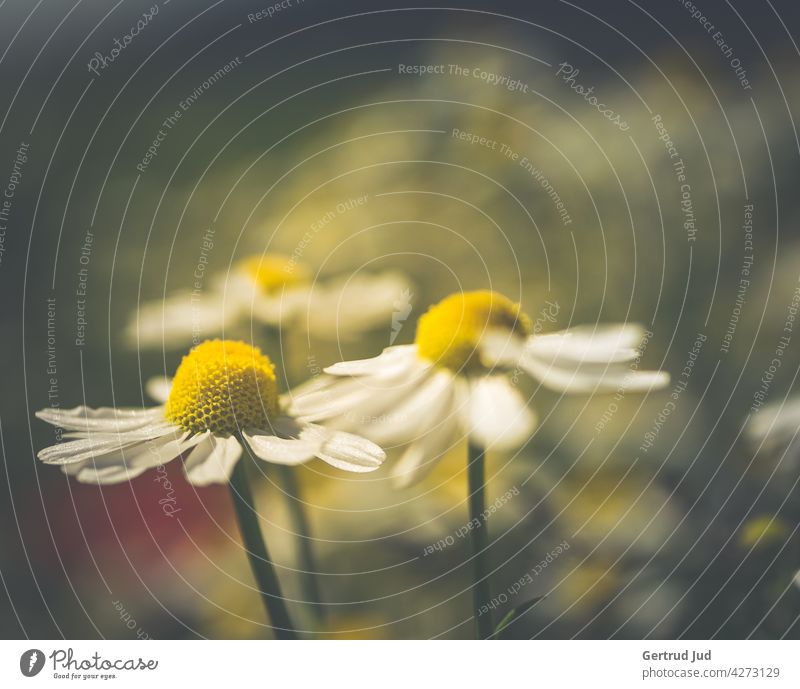 Chamomile flowers in the evening light Flower Flowers and plants Blossom Colour white Nature Plant Garden Summer Colour photo Exterior shot Close-up Meadow Dusk