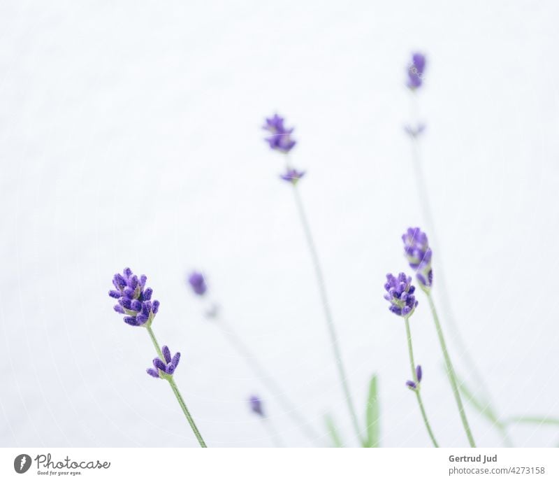 Lavender flowers against white background Flower Flowers and plants Blossom Color purple Spring Nature Plant Garden Colour photo Summer Blossoming