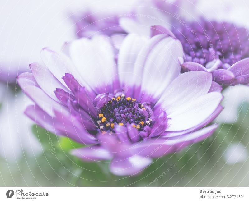 Purple Cape Marguerite in bloom Flower Flowers and plants Blossom Color purple Spring Plant Nature flowers Summer Garden Blossoming Colour photo Exterior shot