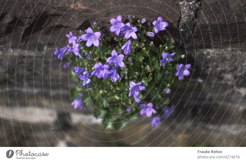 Purple bellflower decorates a wall Hanging Cushion Bellflower Bluebell Violet Green Gray Wall (barrier) stones wallflower sparkle in the sun Contrast Blossom