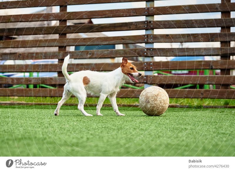 DOg play football on the field dog soccer funny animal goal playing player sport pet small toy amateur hobby grass jack russell fan fitness humor white game