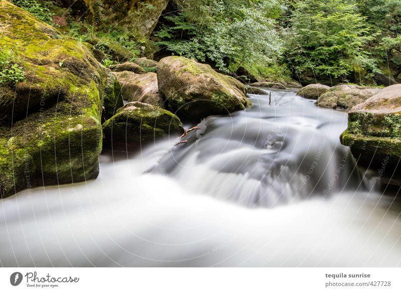 flow Environment Nature Water Spring Summer Tree Grass Moss Forest Rock River bank Brook Waterfall Rapid Relaxation Calm Flow Colour photo Exterior shot