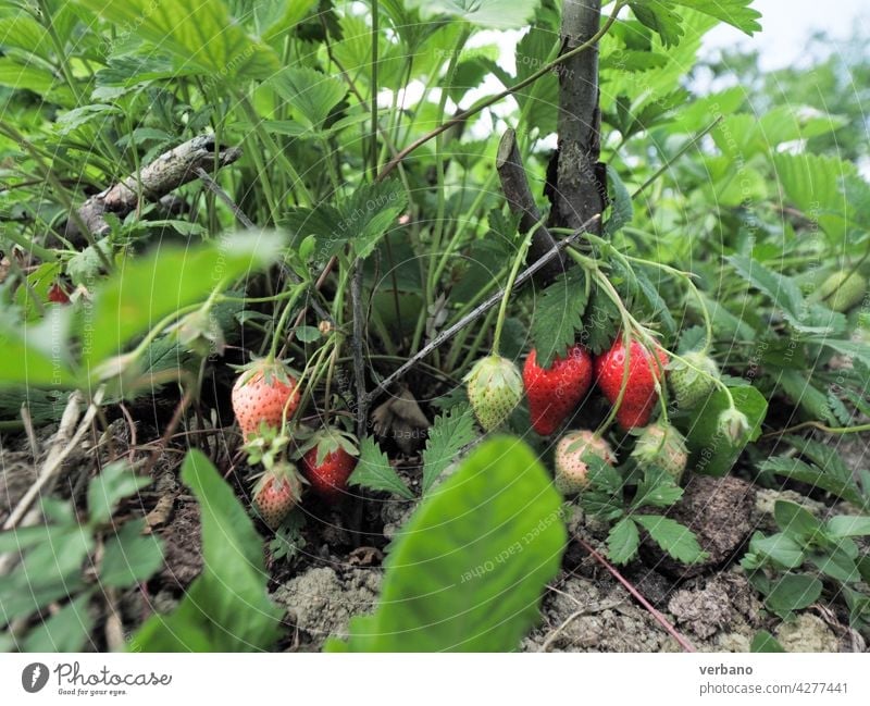 strawberry plants and fruits and organic soil close up before the harvest field summer agriculture fresh farm ripe red garden hand food strawberries green