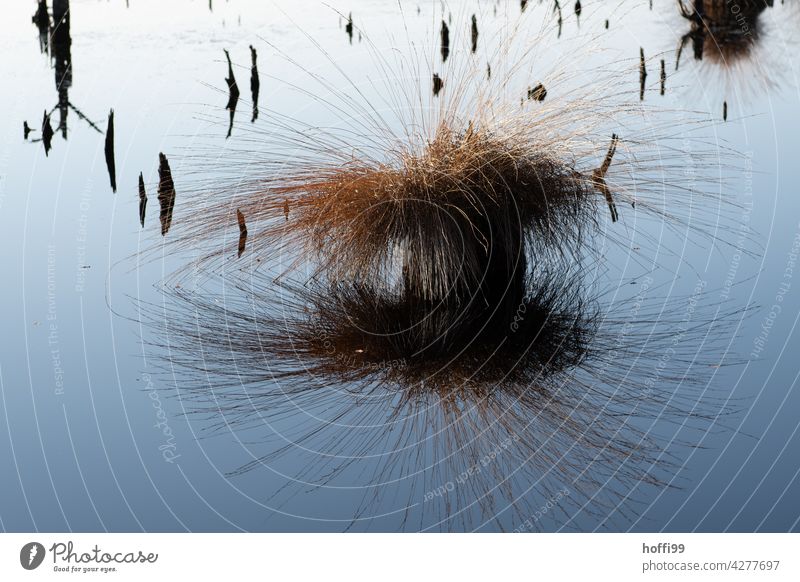 Tree stumps and rushes on a bog lake Moor lake Fen Juncus Marsh Reflection in the water Water Bog Landscape Plant Environment Tuft of grass naturally Calm Pond