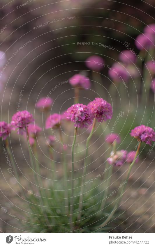 Pink, pink, pink - beach grass carnations with weak depth of field Beach Grass Clover Common thrift Green Blossom Summer blossom Blossoming