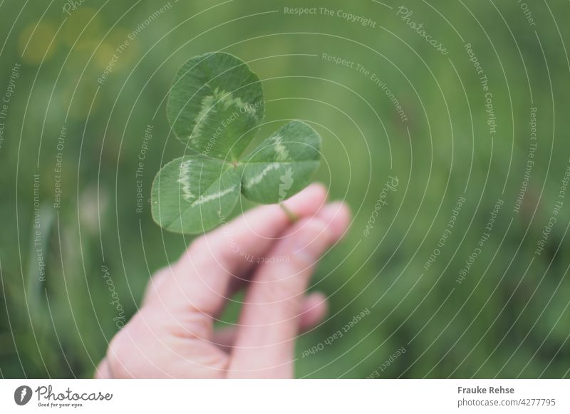 Hand of a woman holding a three-leaf clover Cloverleaf White Clover leaves Trifoliate Triangle Symmetry Green Bright green Woman handle Meadow Plant