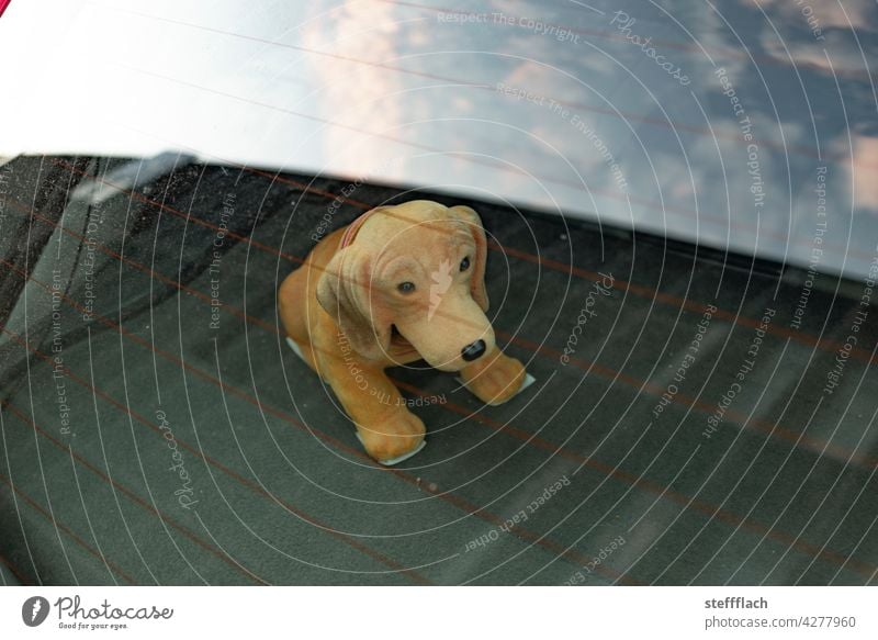 wobbly dachshund loose dachshunds Wobble Dachshund Puppy dog look Dog Animal Exterior shot Deserted Cute Colour photo Day Hat rack car Car Window Car window Sky