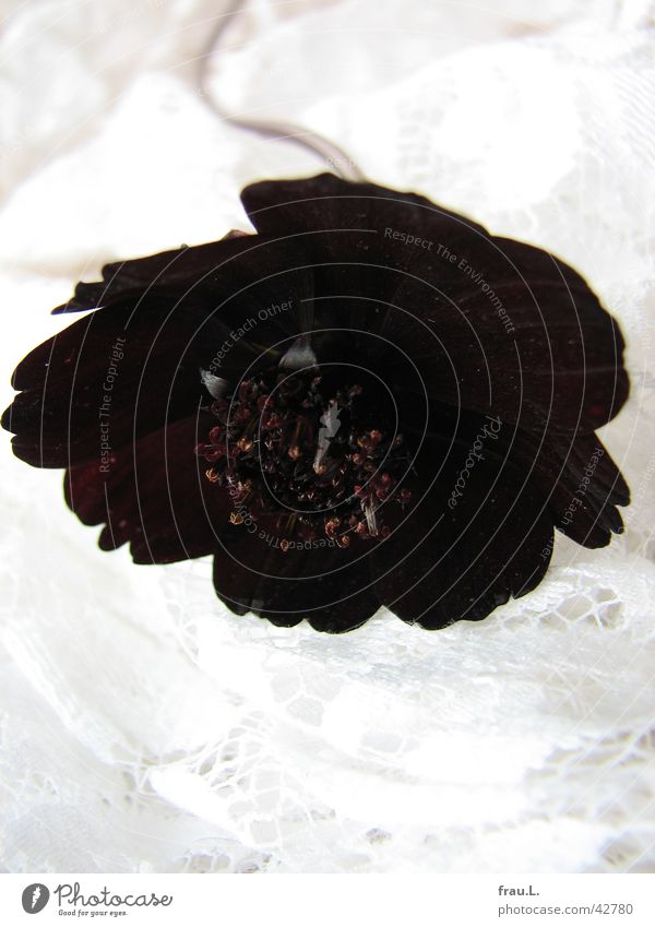 black widow with lace Flower Black Blossom Blossom leave Red Decoration dust containers Point Kitsch Nature scabious witch flower