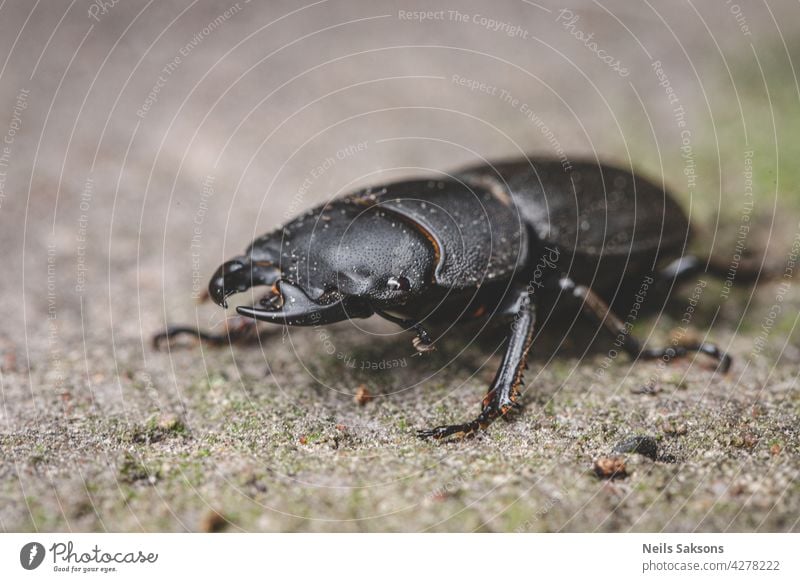 Dorcus parallelipipedus, the lesser stag beetle insect macro invertebrate bug coleoptera nature fauna black animalia closeup close-up entomology environment