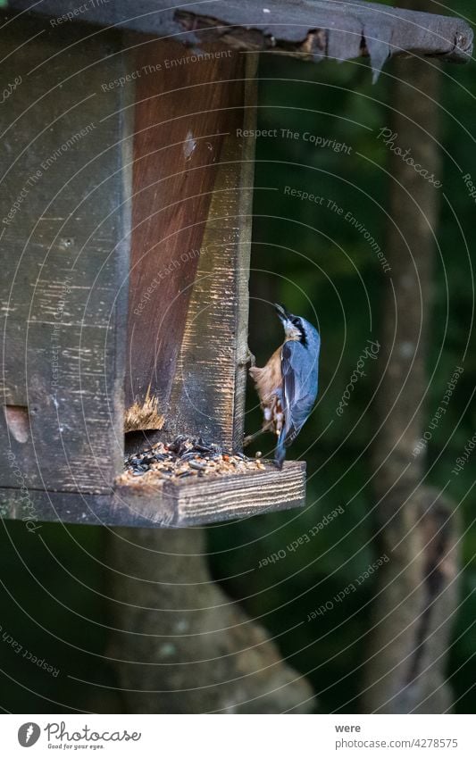 Nuthatch pecking for food in a bird feeder animal copy space fly forest nature nobody nuthatch songbird wings
