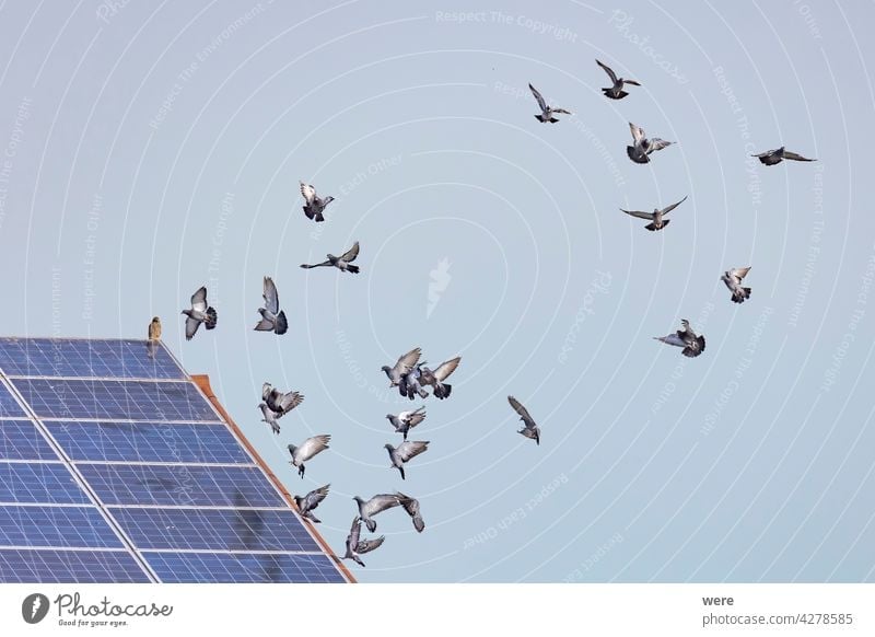 a flock of flying pigeons in front of a roof with solar panels on which a hawk is sitting Buteo animal animal themes animal wildlife animals in the wild