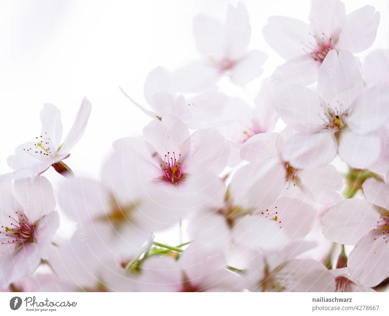 Cherry Blossoms cherry flower cherry tree blossom fruit fruit tree fruit flower flowering tree spring springtime pink white soft close up macro fragile delicate
