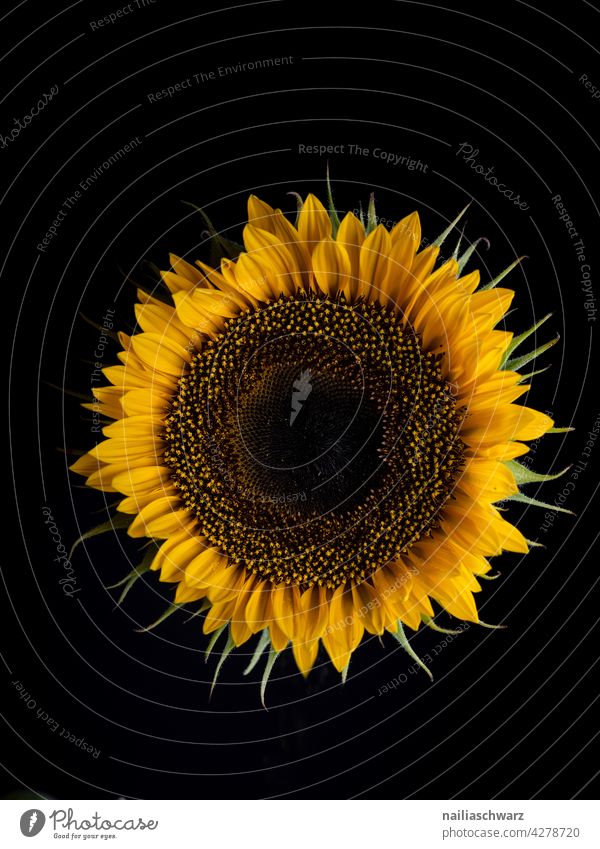 Sunflower sunflower summer sunny summertime sun flower field bright big large yellow outdoor nature floral round many sunlight warm isolated black